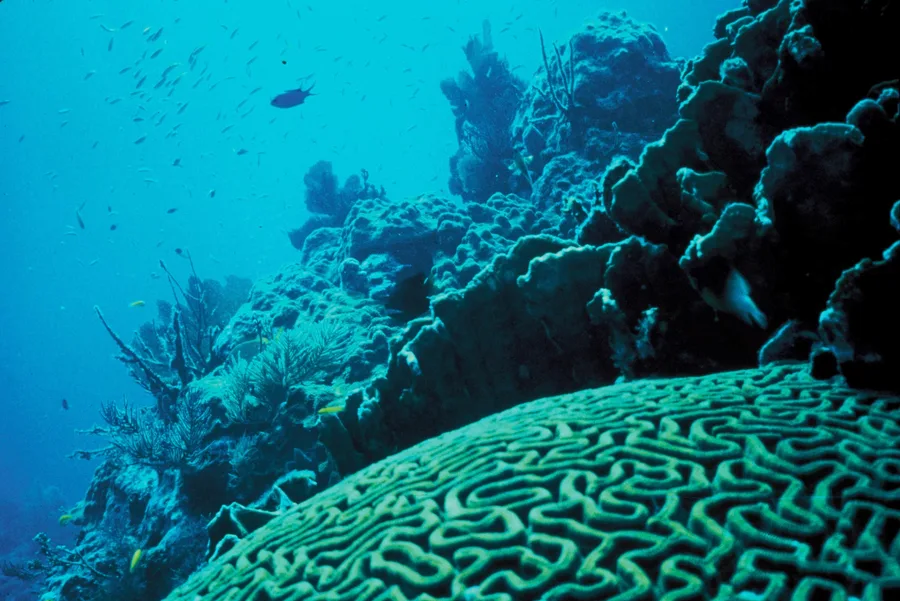 Underwater photograph of a coral reef benthic habitat