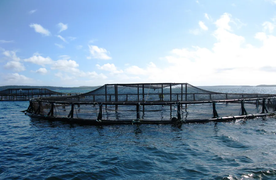 An aquaculture net pen floating in open ocean water off the coast of Maine