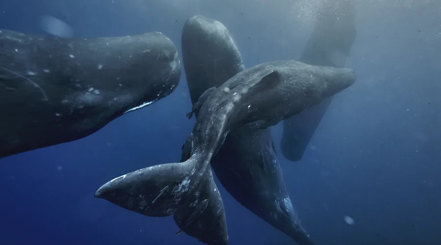 A pod of sperm whales socializing near the surface of the ocean