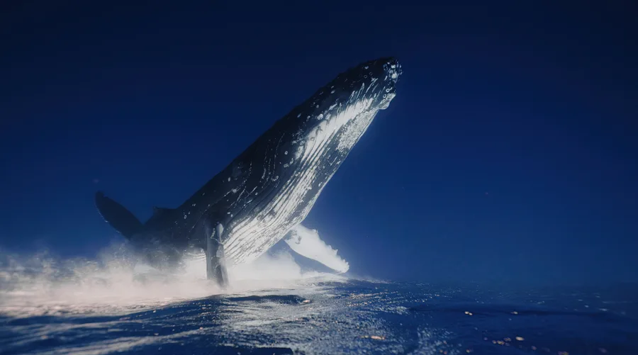 A humpback whale gliding beneath the ocean surface