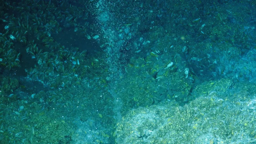 Methane gas bubbles rising from the seafloor on the U.S. Atlantic Margin